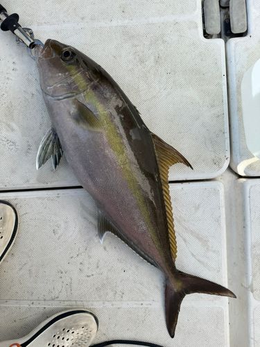 ヒレナガカンパチの釣果