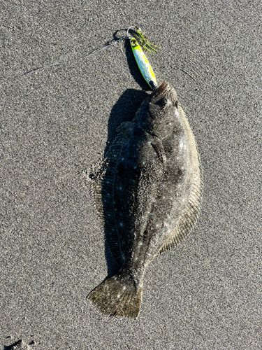 ソゲの釣果