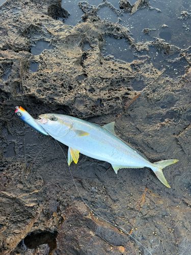 ヒラマサの釣果