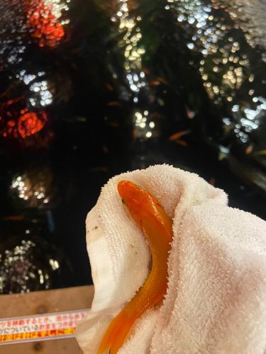 キンギョの釣果