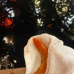 キンギョ