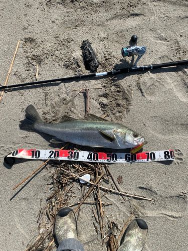 釣果