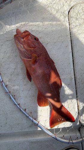 アカジンミーバイの釣果