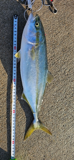 イナダの釣果