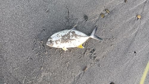 メッキの釣果