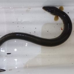 ウナギ