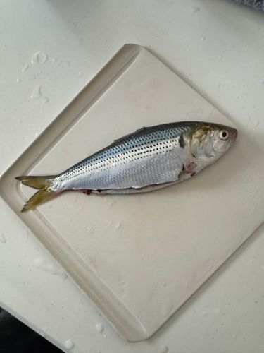 コノシロの釣果