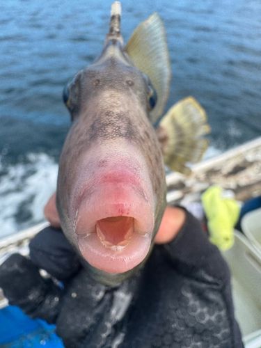 カワハギの釣果