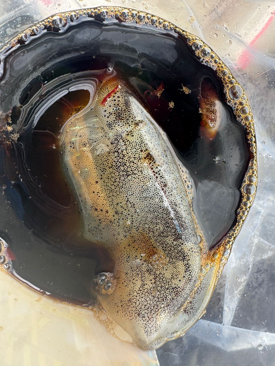 わんこわんさんの釣果 1枚目の画像