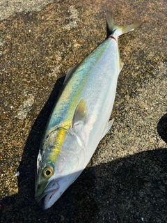 ハマチの釣果