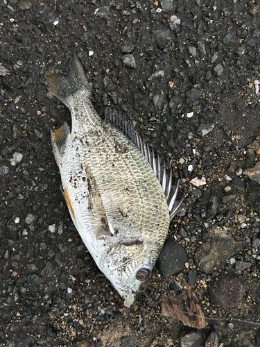 キビレの釣果