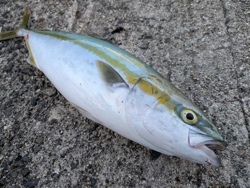ヤズの釣果