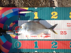 ロウニンアジの釣果