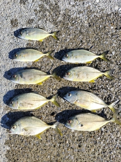 メッキの釣果
