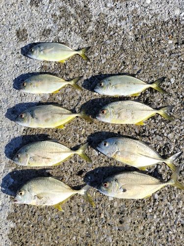 メッキの釣果