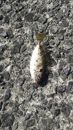 泉佐野食品コンビナート