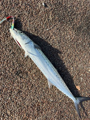 サゴシの釣果