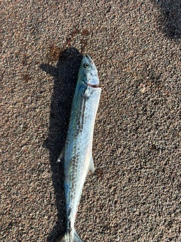 サゴシの釣果