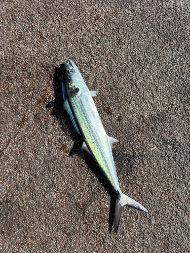 サゴシの釣果