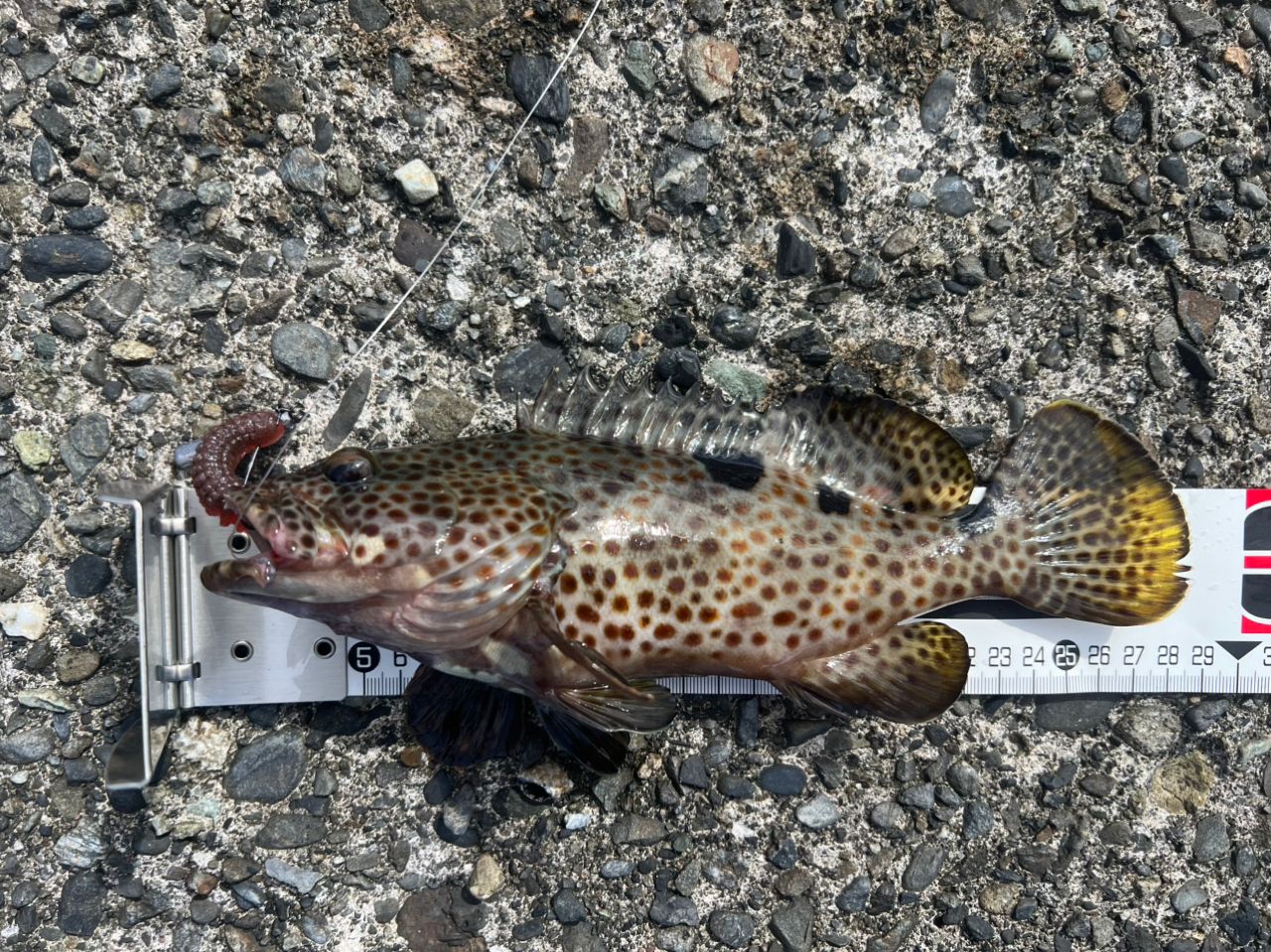 DAIWA 21HRF® (ハードロックフィッシュ) エア 86M/MHB・Nの最安値