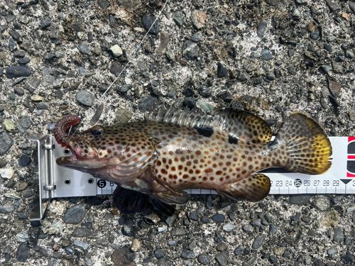 ノミノクチの釣果