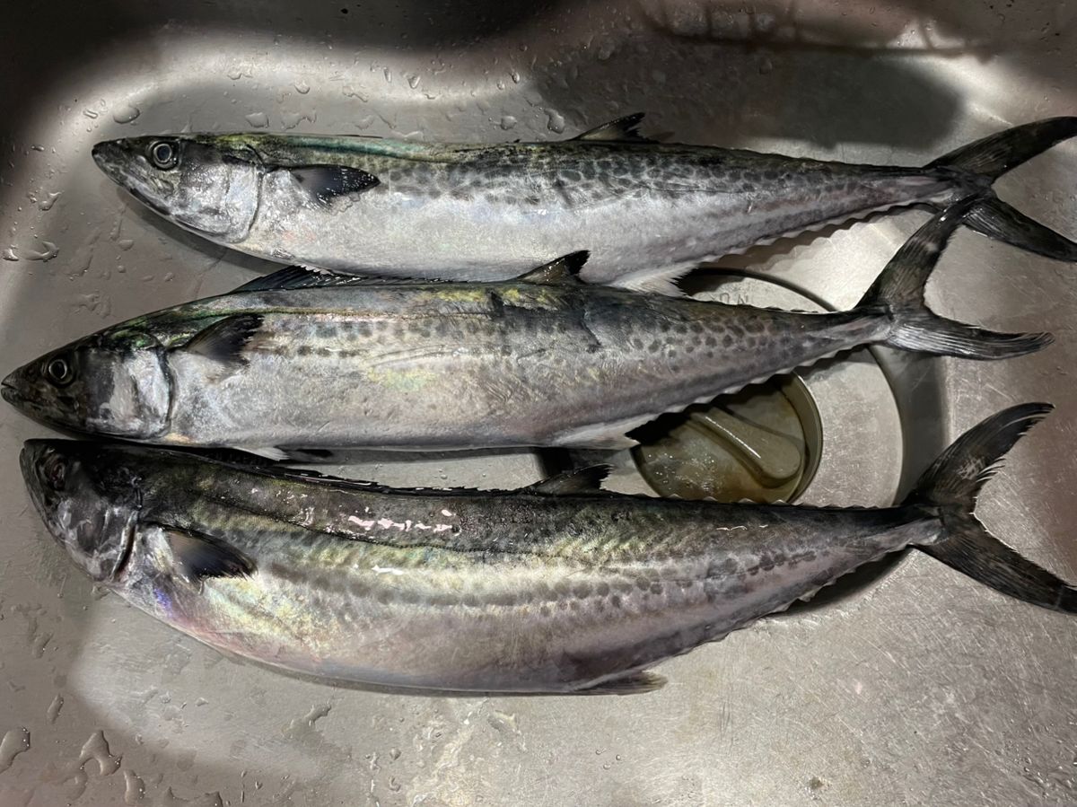 アングラー30383691さんの釣果 1枚目の画像