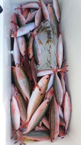 グルクンの釣果