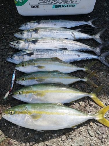 ヤズの釣果