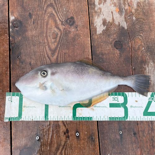 ３３歳からの週末のアングラー Photos by アングラーズ福知山 (@anglers_fukuchiyama