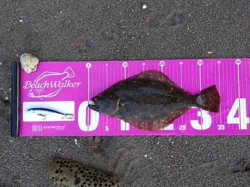 ソゲの釣果