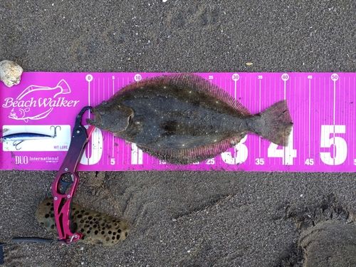 ヒラメの釣果