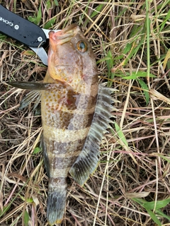 アオハタの釣果