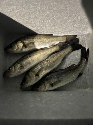 セイゴ（マルスズキ）の釣果
