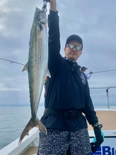 サワラの釣果