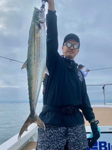 サワラの釣果