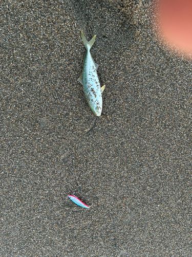 ワカシの釣果