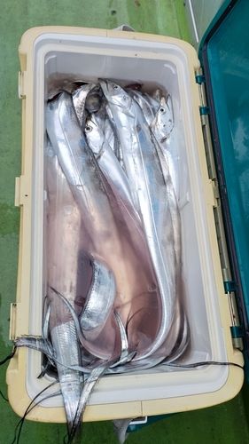 タチウオの釣果