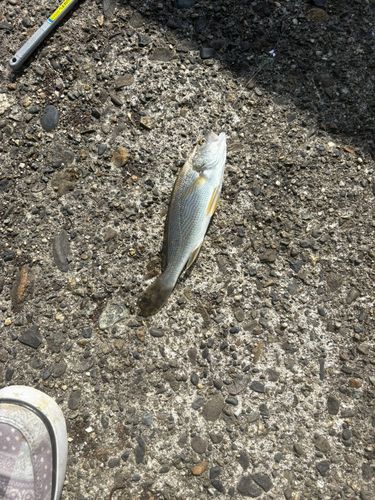 イシモチの釣果