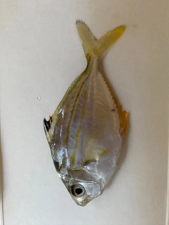 ヒイラギの釣果