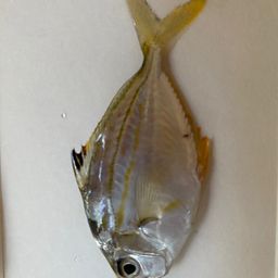 ヒイラギ