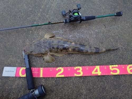 マゴチの釣果