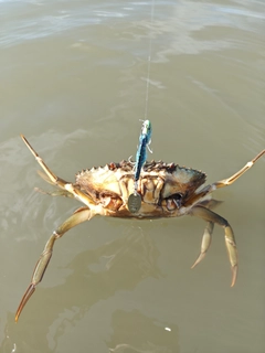ワタリガニの釣果