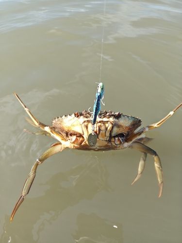 ワタリガニの釣果