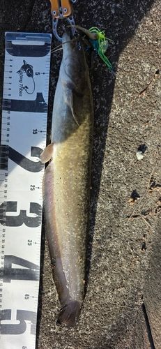 ニホンナマズの釣果