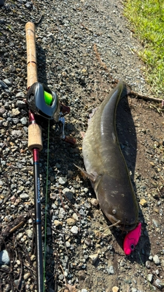 ナマズの釣果