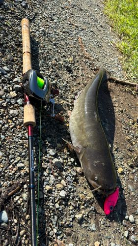 ナマズの釣果