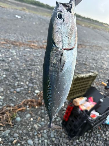片浜海岸