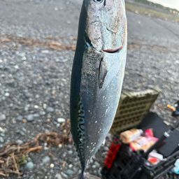 ソウダガツオ