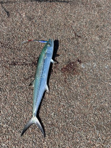 サゴシの釣果