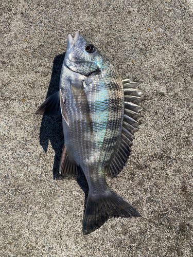 チヌの釣果
